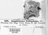 Caloplaca aurantia image